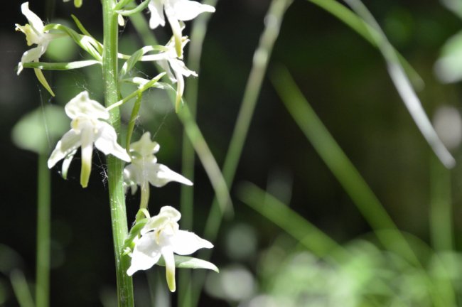 В лісі у Воротневі цвітуть рідкісні орхідеї. ФОТО