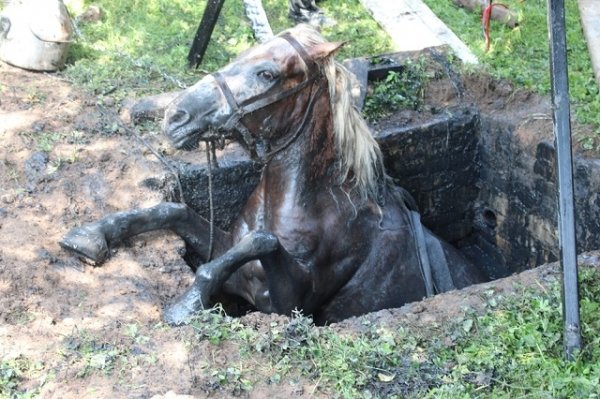 На Рівненщині кобила втрапила у глибоку яму. ФОТО