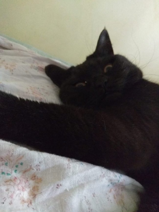 День кота у Facebook: волиняни вітають своїх улюбленців. ФОТО