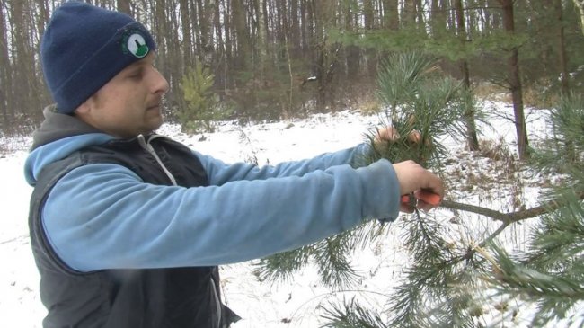У селі під Луцьком родина майструє новорічних красунь з гілок хвойних дерев. ФОТО