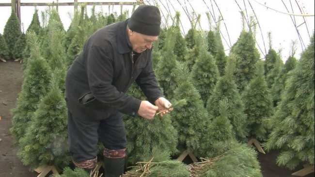 У селі під Луцьком родина майструє новорічних красунь з гілок хвойних дерев. ФОТО