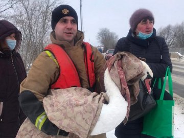 На Волині врятували лебедя, який примерз до криги