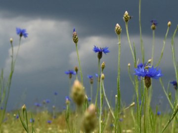 Погода на завтра, 16 липня, у Луцьку та Волинській області