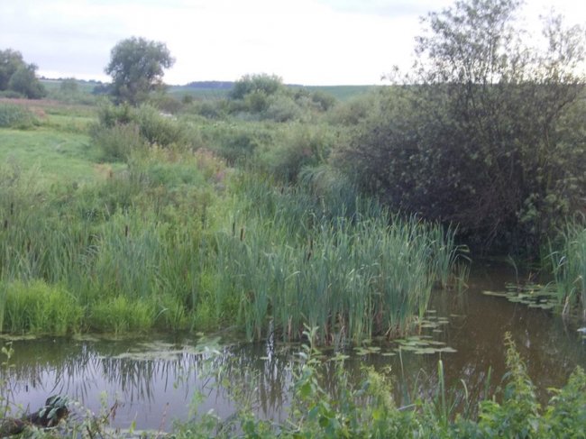 На Волині із занедбаного торф’яника роблять рекреаційний комплекс «Атошник». ФОТО, ВІДЕО 