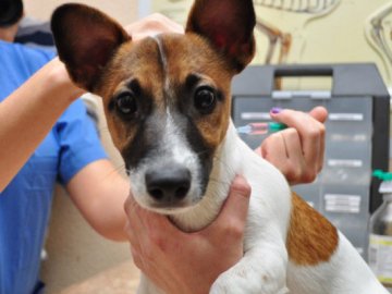 Цьогоріч на Волині зафіксували 17 випадків сказу у тварин