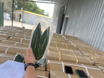 Через «Ягодин» намагались незаконно провезти 780 кілограм листя бамбука. ФОТО