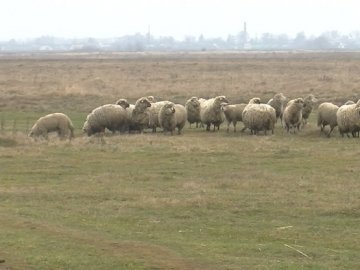 На Волині підприємсто відбирає у селян пів сотні гектарів пасовища. ВІДЕО