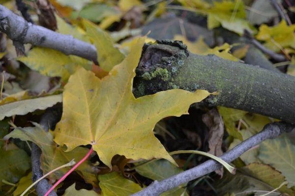 Опублікували неймовірні фото волинських лісів восени