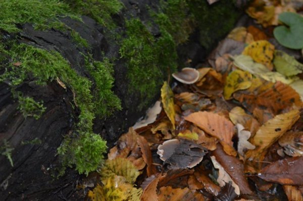 Опублікували неймовірні фото волинських лісів восени