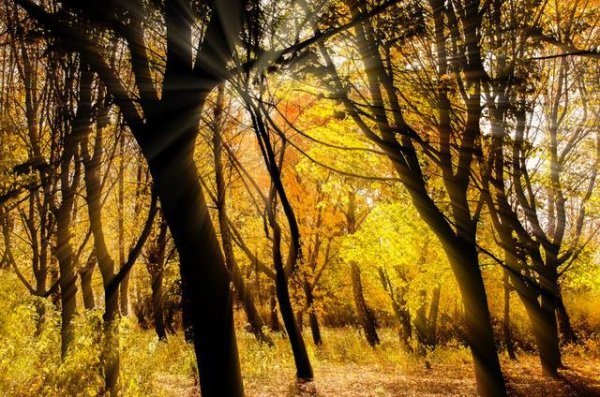 Опублікували неймовірні фото волинських лісів восени