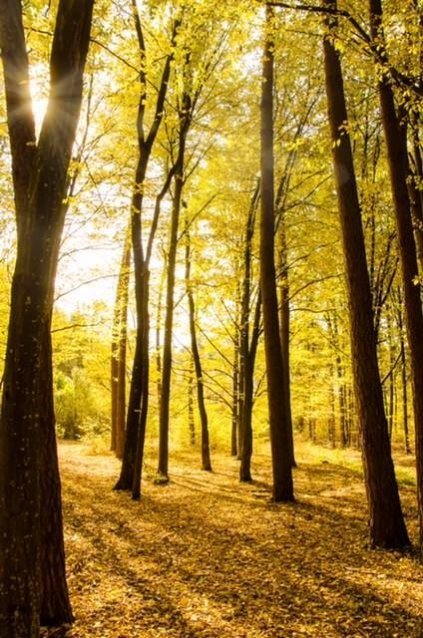 Опублікували неймовірні фото волинських лісів восени