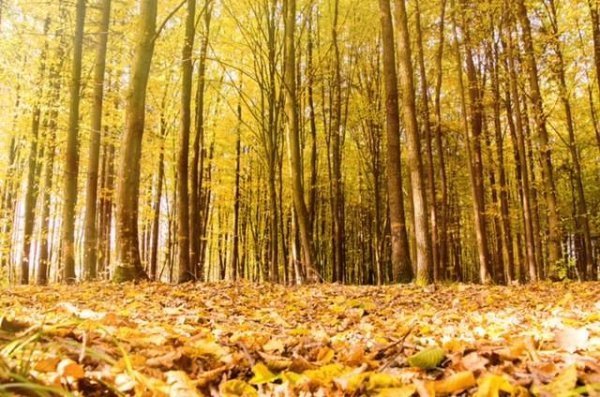 Опублікували неймовірні фото волинських лісів восени