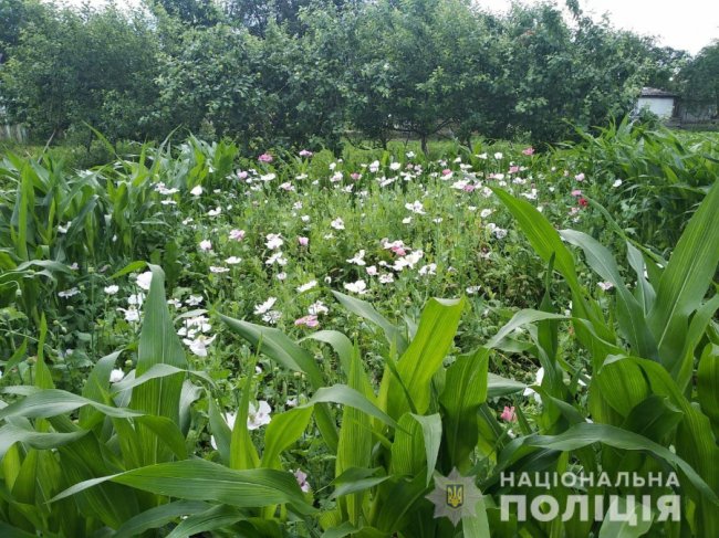 У волинянки на городі знайшли плантацію  маку. ФОТО