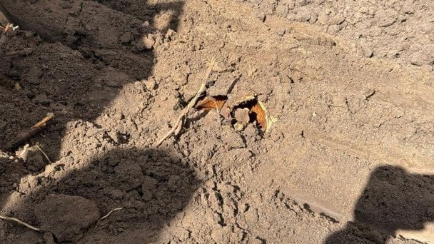 У перший день польсько-українських розкопок на Волині знайшли масове поховання 