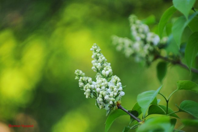 Лагідний травень на світлинах волинського фотографа