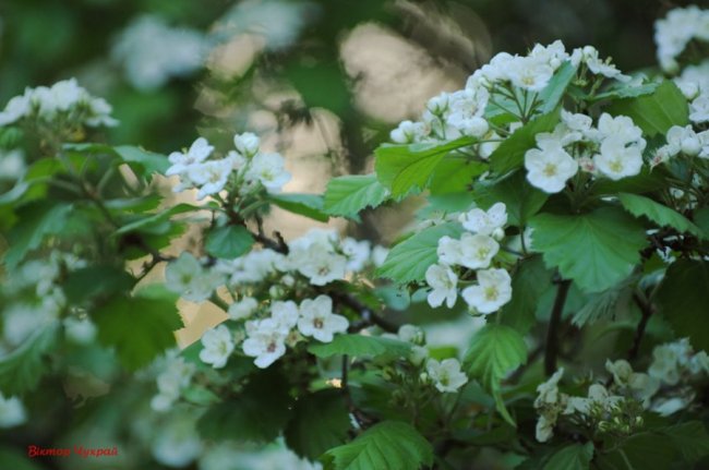 Лагідний травень на світлинах волинського фотографа