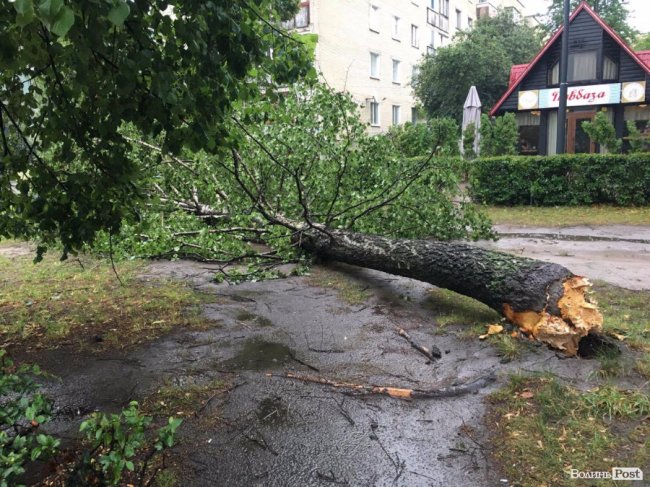Буря в Луцьку: повалені дерева та величезні калюжі. ФОТО. ВІДЕО