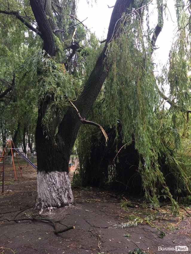 Буря в Луцьку: повалені дерева та величезні калюжі. ФОТО. ВІДЕО