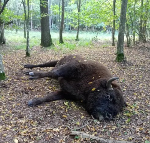 У лісі на Волині знайшли мертвого зубра. ФОТО