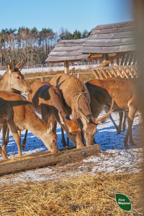 Як на Волині мешкають 12 благородних оленів. ФОТО
