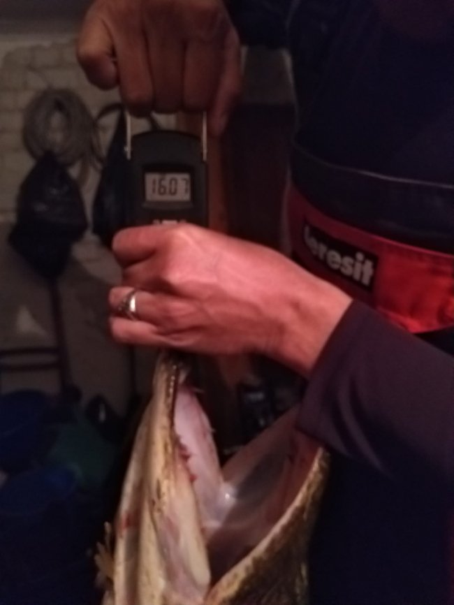 Понад 16 кілограмів: на Волині спіймали щуку-рекордсменку