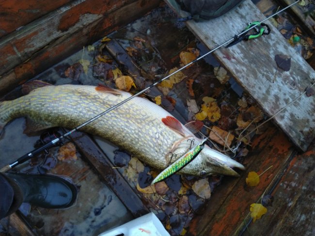 Понад 16 кілограмів: на Волині спіймали щуку-рекордсменку