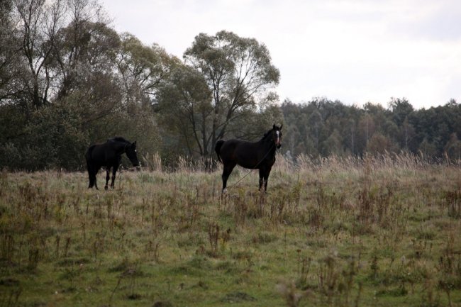 Давно забутий Трохимбрід на світлинах волинського фотографа