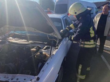 У місті на Волині під капот авто заповзла змія – працювали рятувальники 