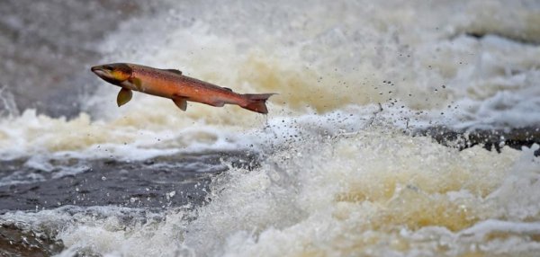 19. У польоті. Лосось намагається піднятися річкою вгору на нерест у Селкирк, Шотландія. (Фото Jeff J Mitchell):