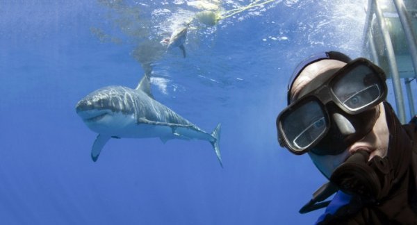 20. Вдале Селфі. Автопортрет на тлі великої білої акули біля берегів Гваделупи, Мексики. (Фото Peter Verhoog).