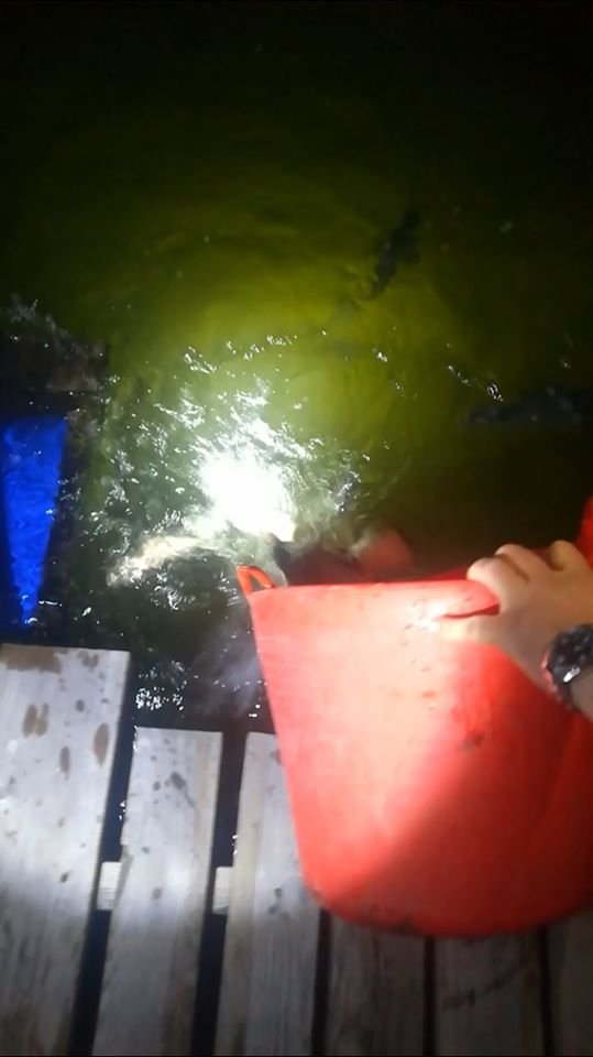 У волинське озеро випустили майже пів тонни риби. ФОТО