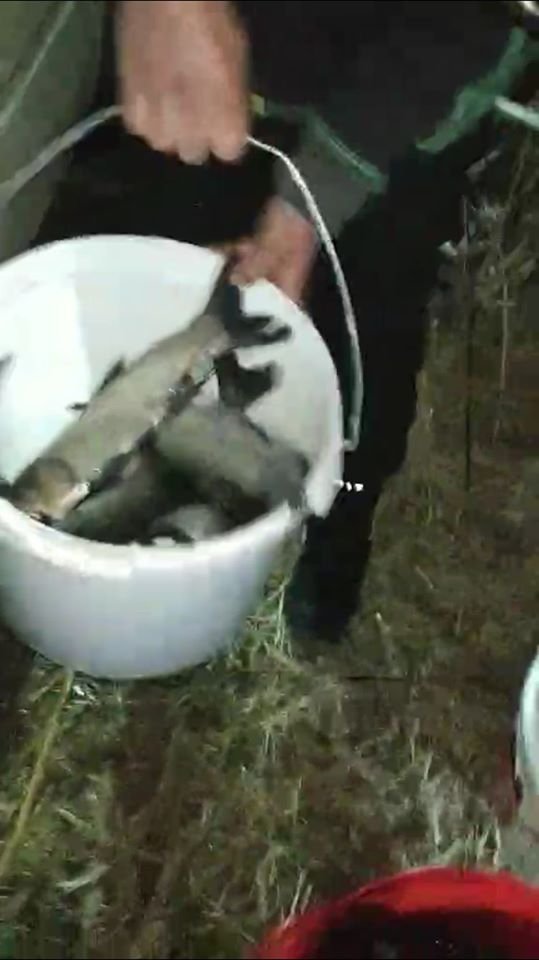 У волинське озеро випустили майже пів тонни риби. ФОТО