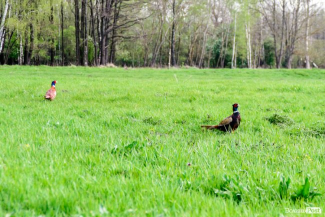 Пернатий «випускний»: на Волині у дику природу випустили фазанів. ФОТОРЕПОРТАЖ