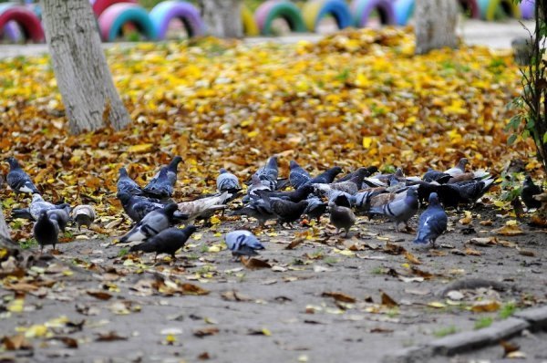 Осінній Луцьк. ФОТО