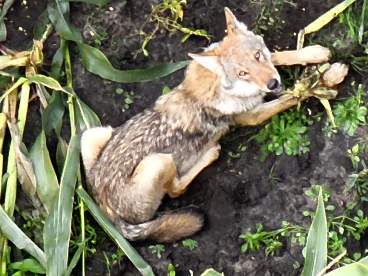 На Волині вовки напали на отару овець, дев'ятеро з них задушили