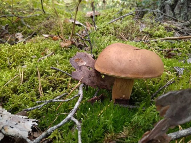 Волинський шоумен похвалився маневицькими грибочками. ФОТО. ВІДЕО