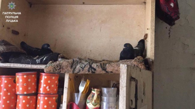 Таргани і голуби: у луцькій багатоповерхівці – конфлікт через антисанітарію в квартирі