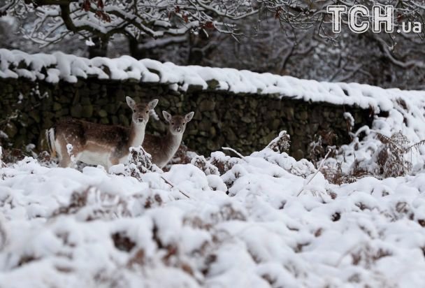 Європу «накрила» снігова пастка