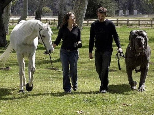  Велетенський пес Геркулес - продукт Photoshop