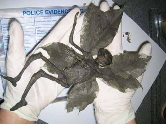 У фею Дербиширу, намальовану заради жарту, повірили тисячі користувачів