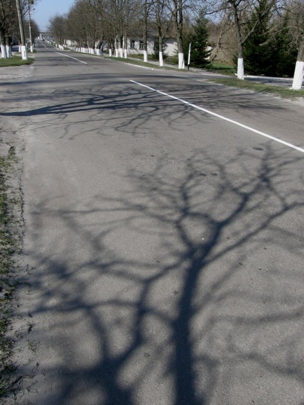 Фотовиставка Світлани Зозулі