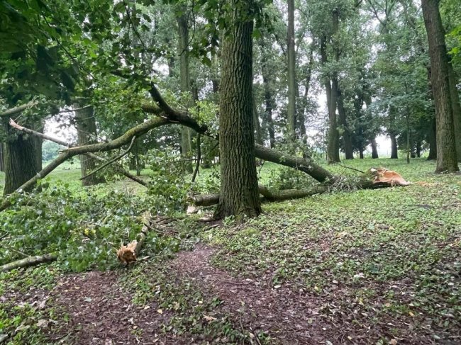 Повалені дерева, знеструмлені будинки: негода наробила лиха у Володимирі