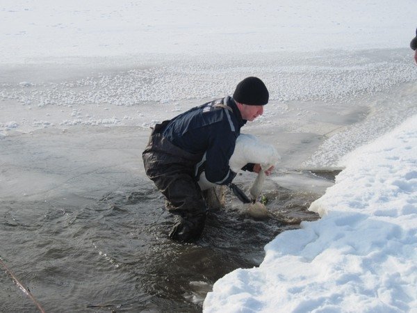 Лебідь попався на рибальський гачок. ФОТО