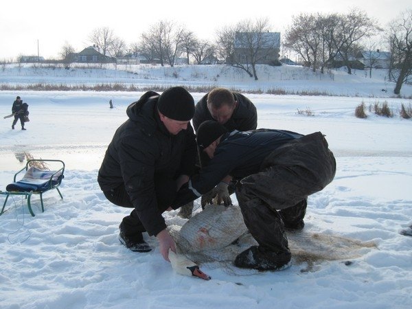 Лебідь попався на рибальський гачок. ФОТО