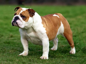 Волинянка відсудила у власника бульдога 50 тисяч гривень за відкушений палець 