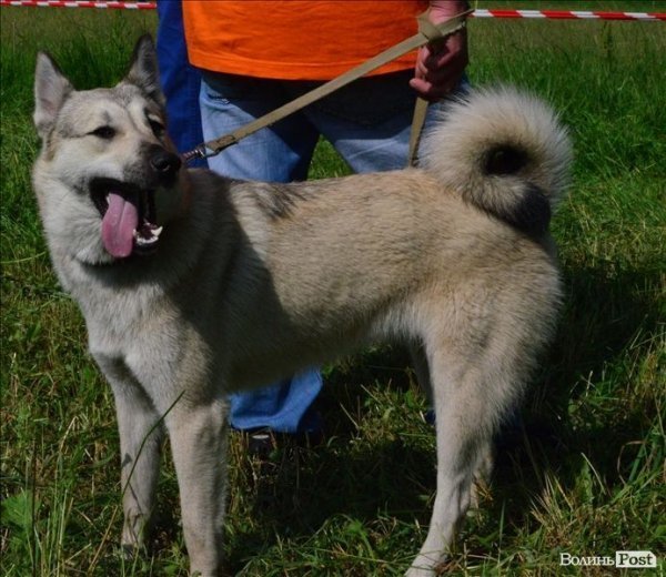 У Луцьку ‒ виставка мисливських собак. ФОТО 