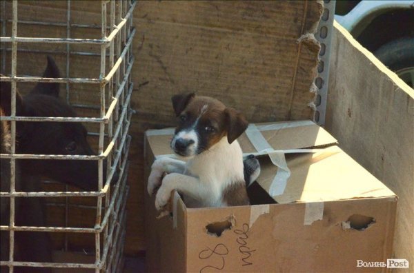 У Луцьку ‒ виставка мисливських собак. ФОТО 