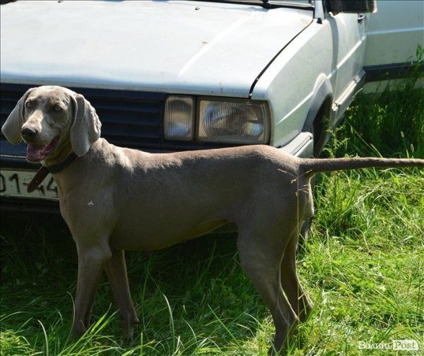У Луцьку ‒ виставка мисливських собак. ФОТО 