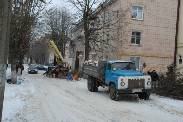 У Луцьку ріжуть дерева і «мають усіх в одному місці», – активістка. ФОТО
