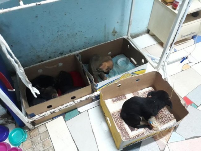 Б’ють на сполох: притулок для тварин у Луцьку переповнений